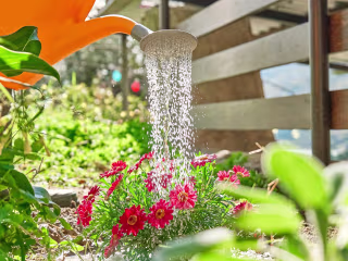 How to Use Rice Water on Plants to Make Your Garden Thrive