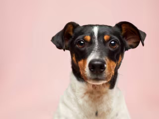 Dogs: Our Amazing Companion