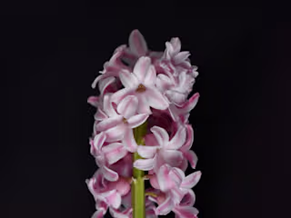 Hyacinth Photos - Photo Editing