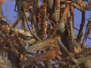 Fighting the Locust Plague in Kenya