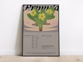 Primula Poster