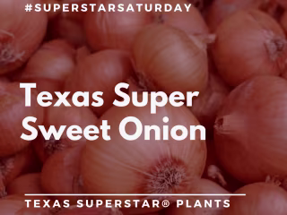 Texas A&M AgriLife Extension Service on Instagram: “Our next Su…