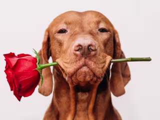 The Best Valentine’s Day Gift for Dog Lovers Made Easy