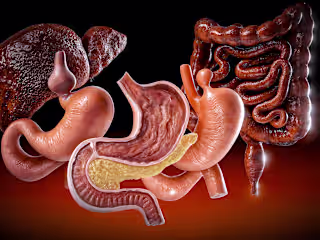 3D Gastrointestinal System Renderings