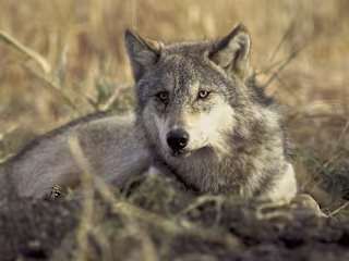 This Endangered Species Act Loophole Will Let Killer of Famous …