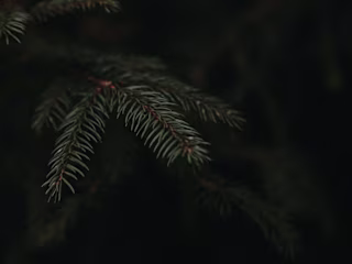 Wild Rush