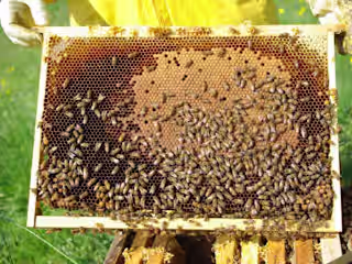 Common Treatments Used for Vairimorpha (Nosema) spp. Control