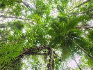 Far North Queensland tourism is Open for Business - Video
