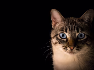 Can Cats See in the Dark?