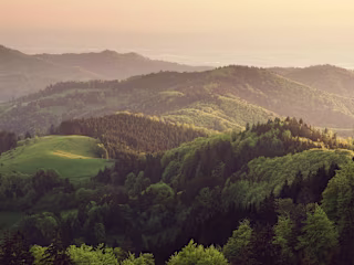 US Forest Service
