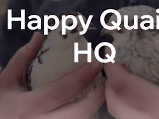 Home | Happy Quails HQ