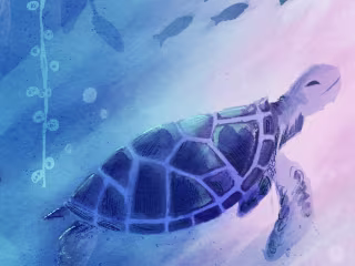 Nature Trust - Illustrations