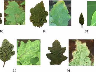 Transfer Learning Method for Tomatoes Diseases Detection
