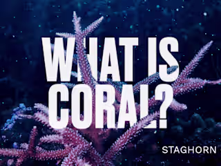 Growing an Audience to Accelerate Hundreds of Ocean Solutions