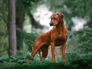 Rhodesian Ridgeback Temperament: Do They Make Good Family Dogs?