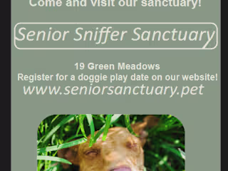 Senior Dog Sanctuary