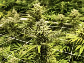 The War on Marijuana: It’s Time to Call a Truce (Teens In Print)