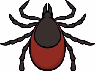 Lyme Disease