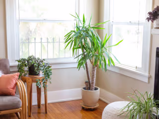 6 Best Indoor Palm Trees That are Easy to Care For