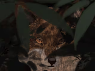 Fox in the Bushes
