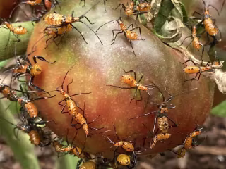 Leaf-Footed Bugs: The Terror Lurking in Your Garden