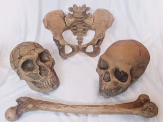 Museum bones replicas