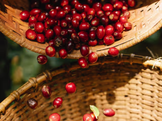 How Coffee Beans Are Produced and Where - Santa Sofia