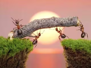 Flying Ants