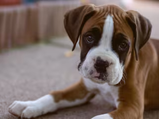 3 Essential Puppy Skills Made Easy with Heel Pet Products’ Treat