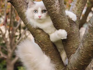 Bathing a Cat the First Time