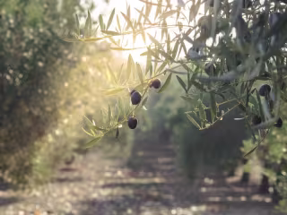 Blog Post for Agricultural Financing Client