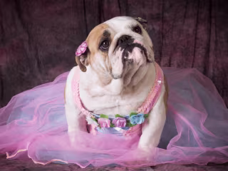 When Can My Dog Get Pregnant? A Quick Guide to Your Pooch’s Fer…
