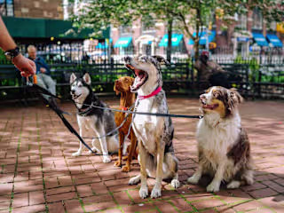 Medical Problems of Some of Our Favorite Dog Breeds