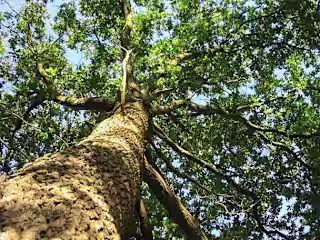 Case Study for Tree Service Business in North Texas