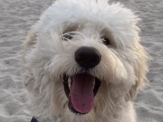 Osso The Oso