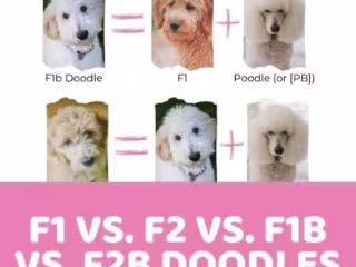 F1 Doodle vs F2 vs F1B vs F2B: Generations Explained + Infograp…