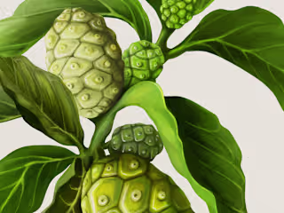 Vitrue - Noni & Atiso Illustration for Packaging