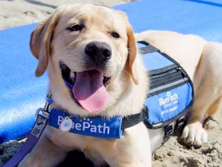 BluePath Service Dogs Brand Identity