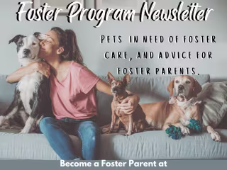 Social Media Design for Non-Profit Animal Shelter