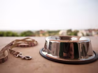 How To Cope With the Loss of a Pet – Furtropolis