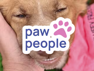Paw People Brand Identity Design - NGO for Dogs