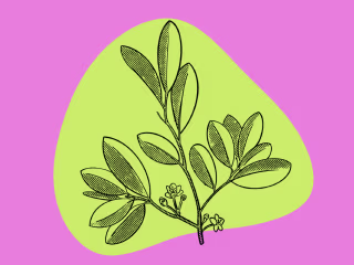 SEO Journalism- Coca Leaf