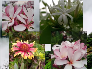 PHOTOGRPAHY