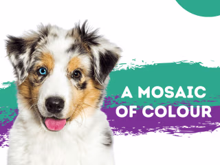 Social Media Graphics | Vet Business