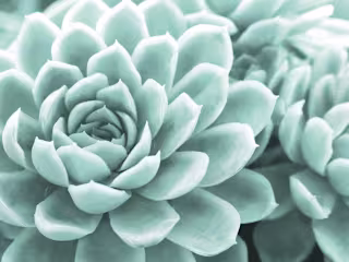 What Type of Succulent is Right for You?