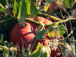 Green Warrior Permaculture 