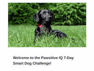 Email Marketing — Pawsitive IQ: 7 Day Smart Dog Challenge