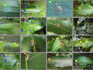 crop-classification/Mango_leaf_disease at main · jay25202/crop-…