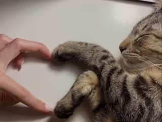Why are cats a selection for a ESA?
