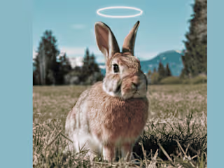 Rabbit Spiritual Meaning for Love, Abundance and Twin Flame